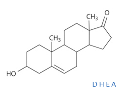 Dehydroepiandrosteron